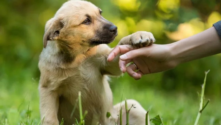 Amigos sin raza pero con mucho corazón