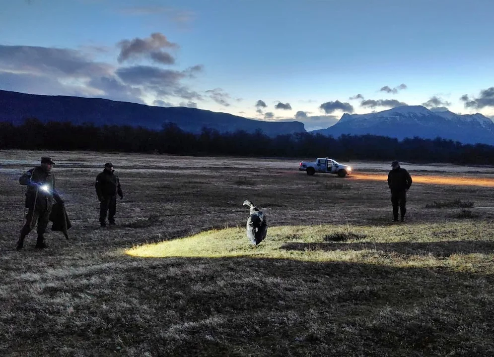 Santa Cruz: gendarmes rescataron un cóndor andino que no podía volar