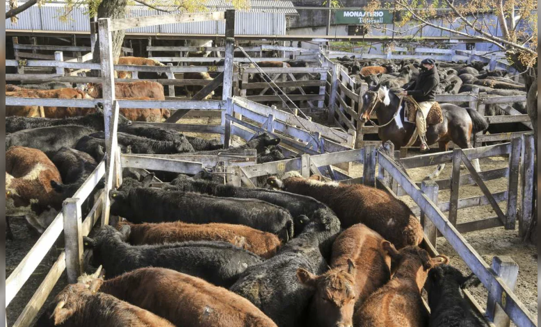 Fuerte reacción de Sheinbaum ante el cierre de la frontera a la exportación de ganado hacia Estados Unidos