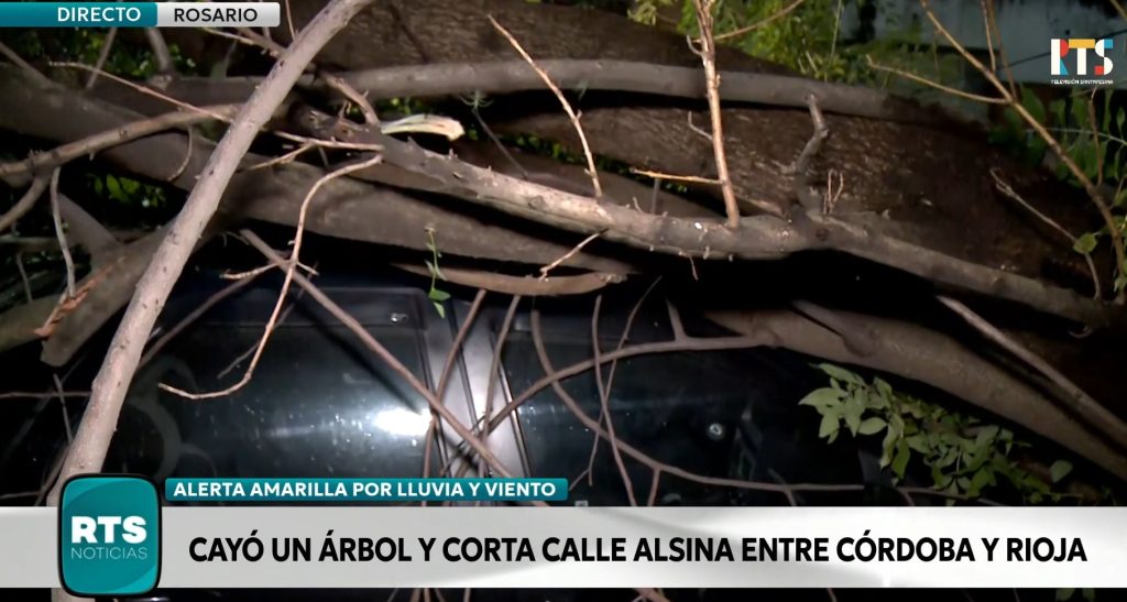 Alerta por vientos en Rosario: más de 30 árboles caídos y daños por ráfagas
