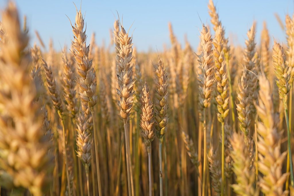 Los productores agropecuarios insisten en el reclamo al gobierno por la eliminación de las retenciones