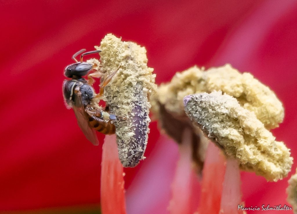Día mundial de las abejas. Polinizadores naturales que mantienen vivo al planeta