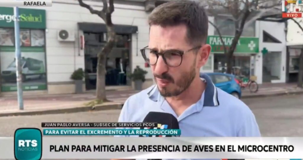 Rafaela: Colocan redes en árboles del centro para evitar la concentración de aves