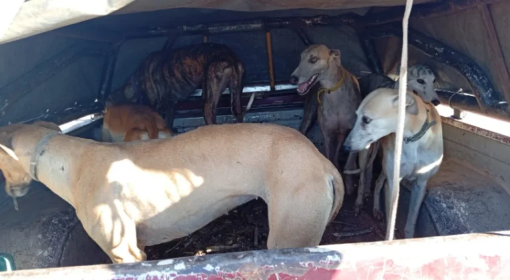 70 galgos que eran utilizados para cazar fueron rescatados en Córdoba