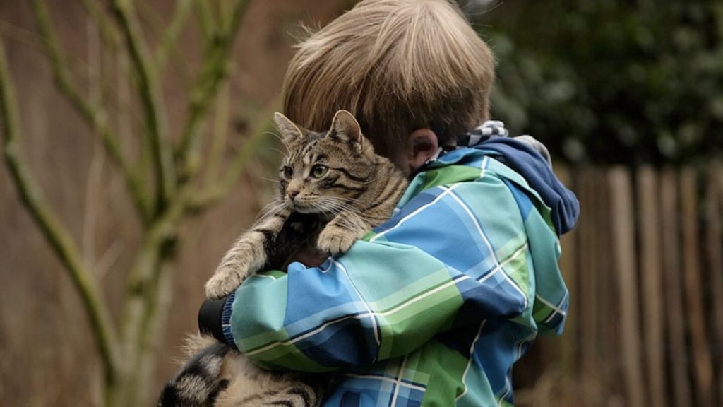 Hoy es el Día internacional de Abrazar a tu Gato