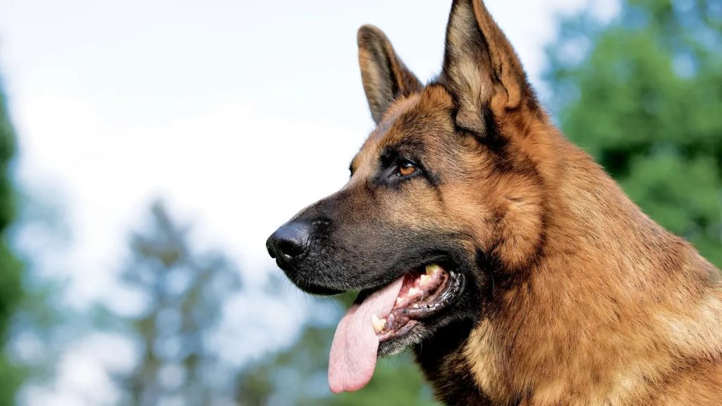 El Origen de un clásico: ¿Por qué decimos que el perro es el mejor amigo del hombre?