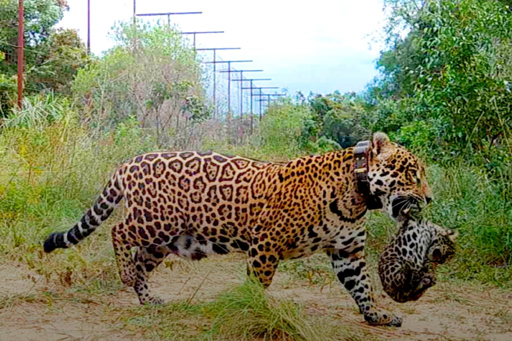 Nació el primer yaguareté silvestre en El Impenetrable: un hito para la conservación en el Chaco Seco