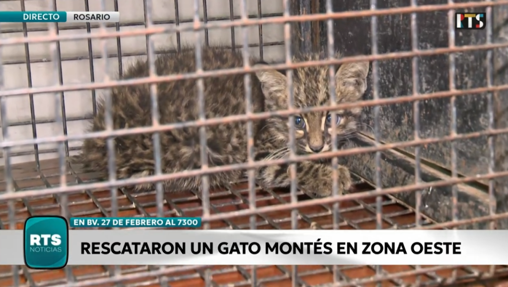 Rescataron un gato montés en la zona oeste de Rosario