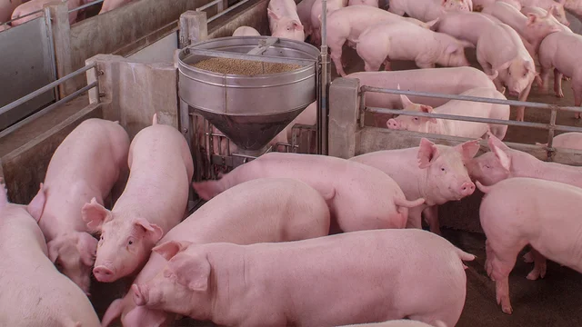 El sector porcino crece como sustituto de la carne vacuna y cerró el 2025 con récord de faena y consumo