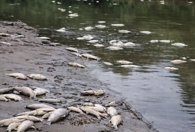 Mortandad de peces en el río Carcarañá: investigan las causas y piden no consumir pescado