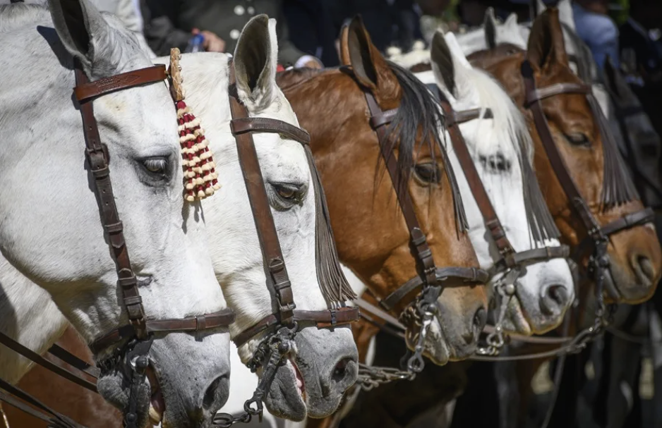 Descubren el secreto del relincho de los caballos: silban a la vez que ‘cantan’