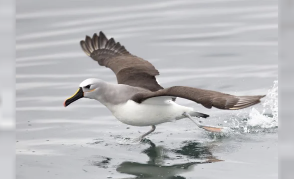 COP15: se debate en Brasil la protección de las especies migratorias
