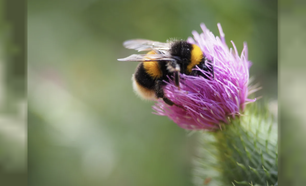 Abejas inteligentes: revelan que aprendieron a evitar el polen contaminado con agroquímicos