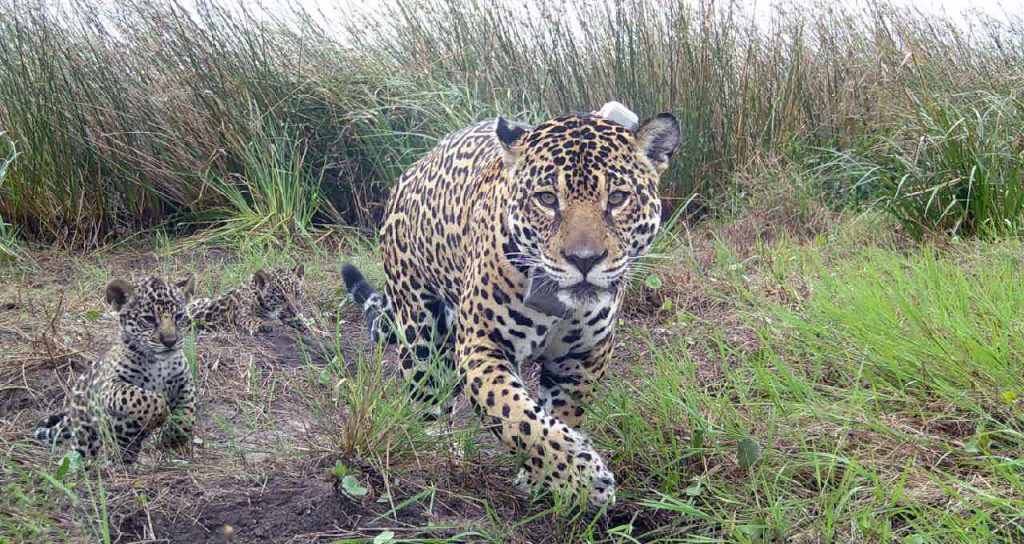 Por primera vez turistas logran filmar a un yaguareté a pocos metros en los Esteros del Iberá