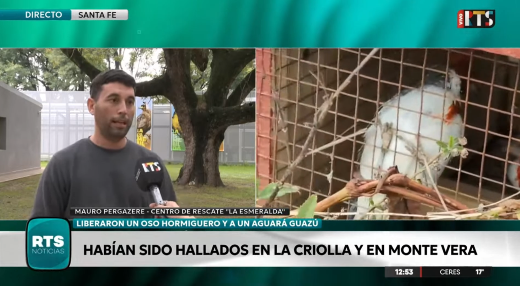 Liberaron un oso hormiguero gigante y un aguará guazú tras su rehabilitación en La Esmeralda