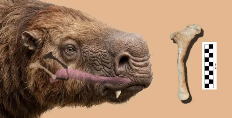 Inédito: hallan el primer hueso ‘hioides’ de un perezoso gigante en Argentina