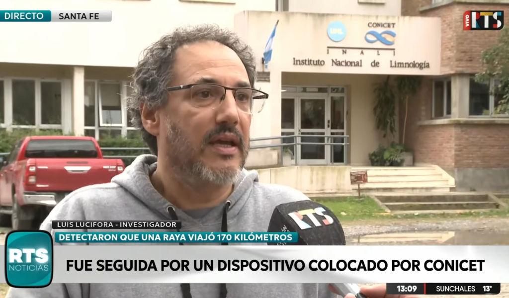 Una raya de agua dulce recorrió 170 kilómetros en el río Paraná y marcó un récord científico