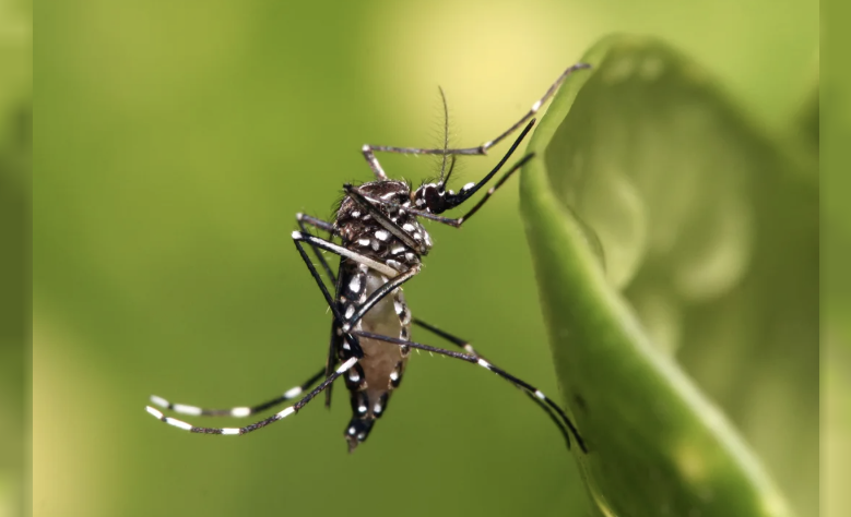 Dengue: se mantiene la vigilancia y eliminación del mosquito Aedes aegypti durante el invierno